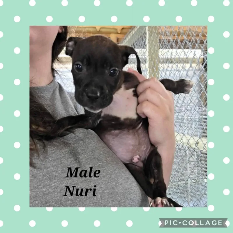A baby medium-sized male Black Pit Bull Terrier dog named Nuri for adoption in Ringwood, NJ
