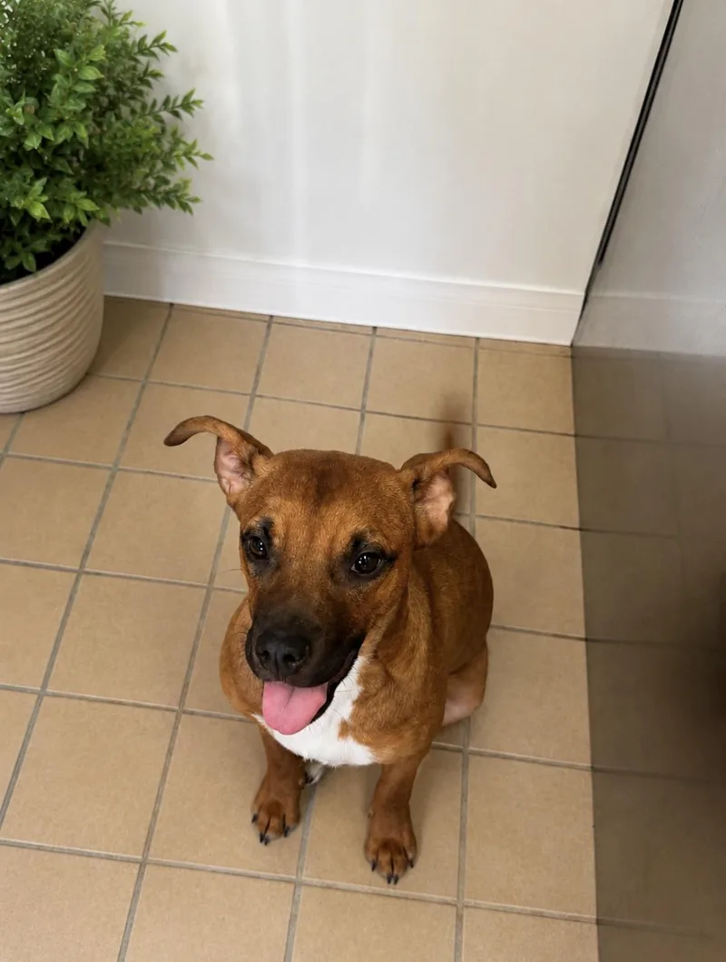 A young medium-sized female Brown / Chocolate Mixed Breed dog named Tinkerbell for adoption in Norwich, NY