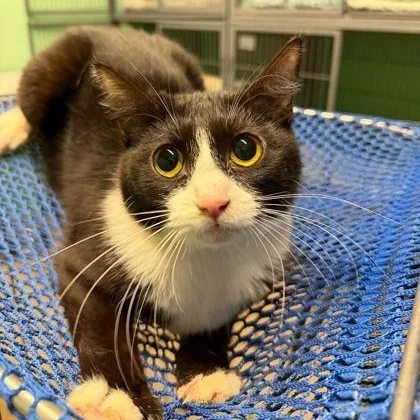 A young large-sized female Black Domestic Short Hair cat named Sunroom for adoption in Fernandina Beach, FL