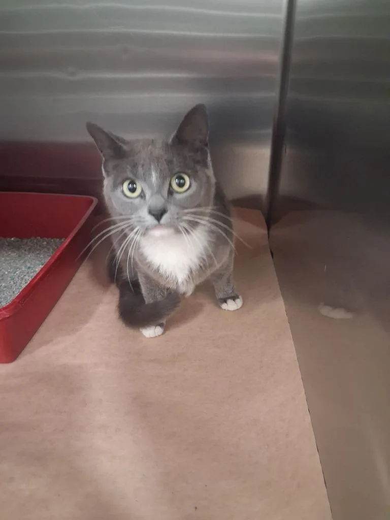 A baby large-sized female Domestic Short Hair cat named Fiona for adoption in Cartersville , GA