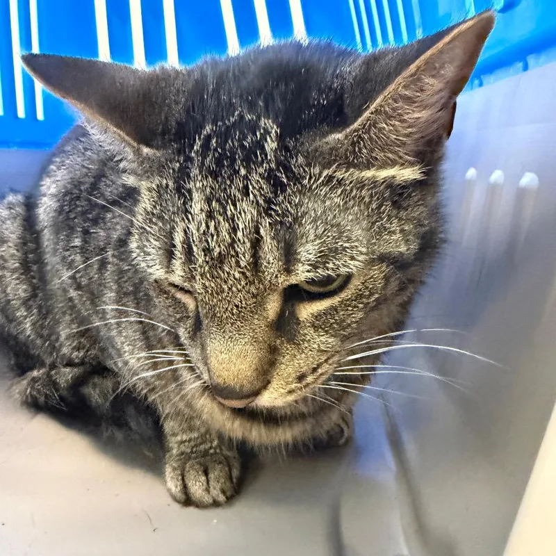 A senior large-sized male Gray / Blue / Silver Domestic Short Hair cat named Jack for adoption in Clearwater, FL
