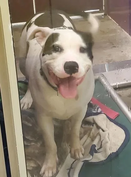 An adult large-sized male Pit Bull Terrier dog named Holstein for adoption in Kansas City, MO