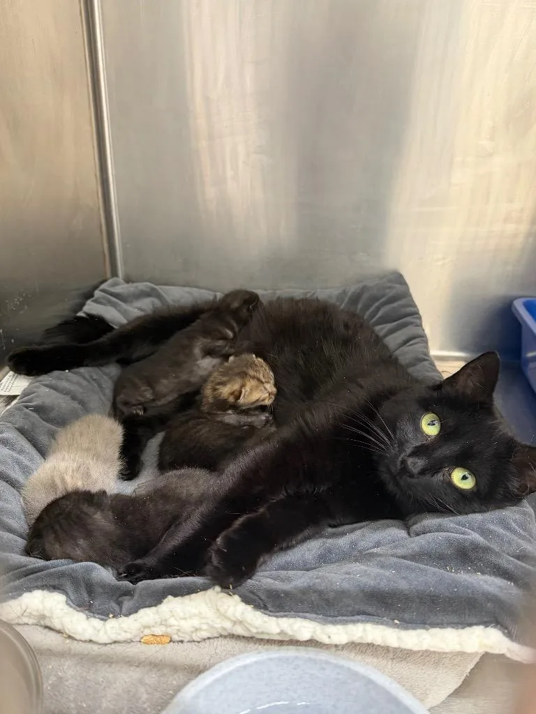 A young large-sized female Domestic Short Hair cat named Magnus for adoption in Glenfield, NY