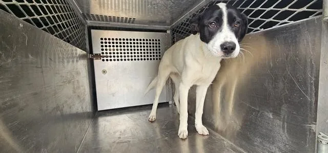 A young medium-sized male Mixed Breed dog named Die Prinzessin for adoption in Garland, TX