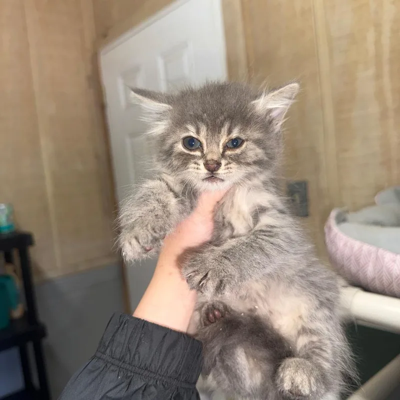 A baby small-sized female Gray / Blue / Silver Domestic Long Hair cat named Toast for adoption in Tylertown, MS