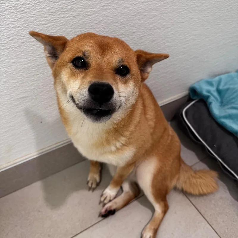 A young small-sized female Shiba Inu dog named Pudding for adoption in Evanston, IL