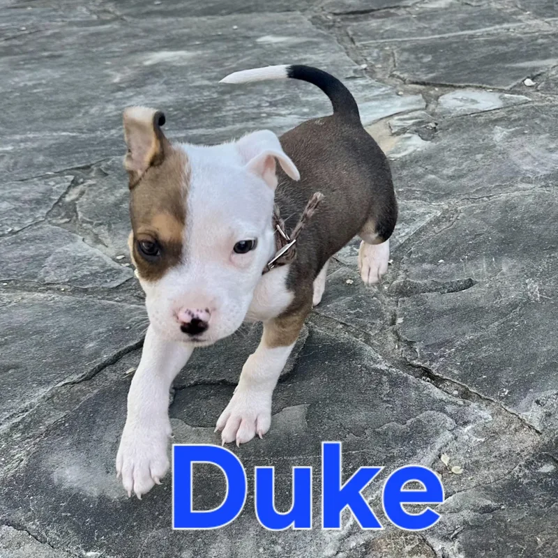 Duke thumbnail 4