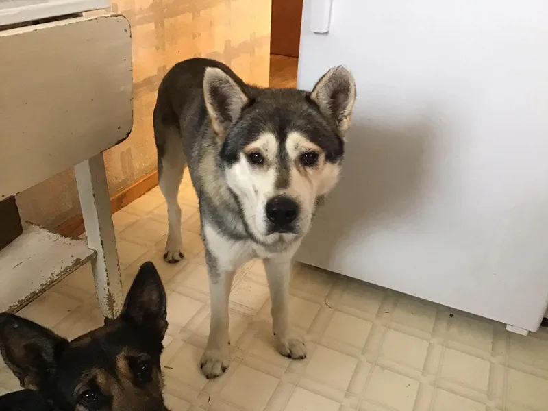 Fitzgerald thumbnail 2