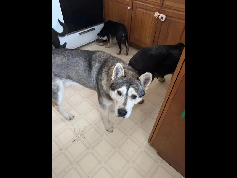 Fitzgerald thumbnail 3