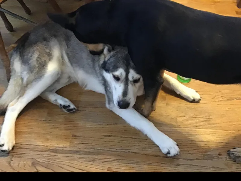 Fitzgerald thumbnail 4