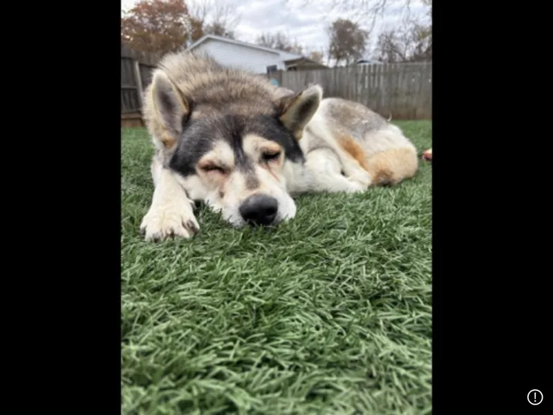 Fitzgerald thumbnail 5