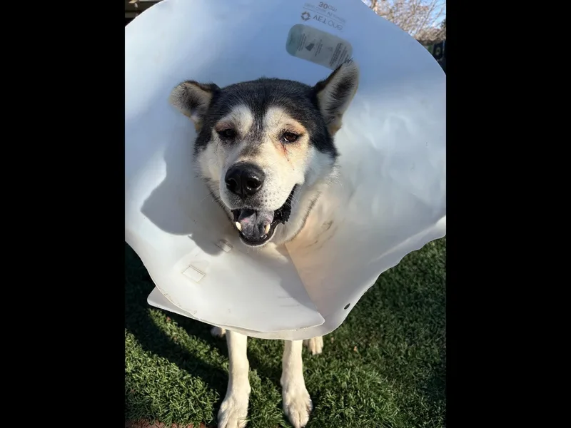 Fitzgerald thumbnail 6