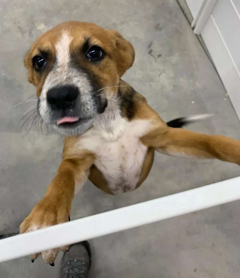 Chunky Monkey thumbnail 2