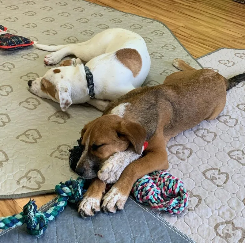 Chunky Monkey thumbnail 3