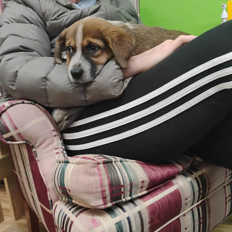 Chunky Monkey thumbnail 4