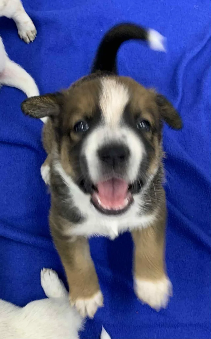 Chunky Monkey thumbnail 5