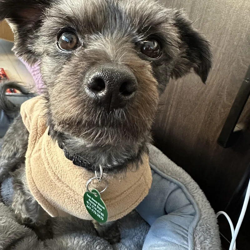 An adult small-sized male Shih Tzu dog named Shaker for adoption in Brooklyn, NY