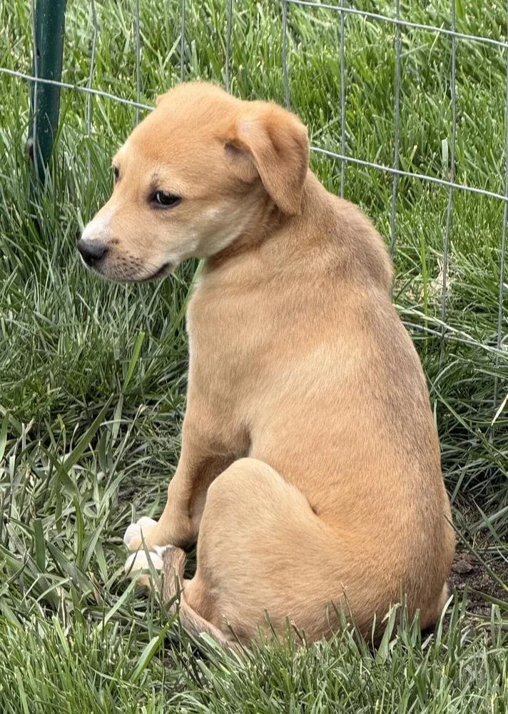 A baby medium-sized female White / Cream Hound dog named Phoenix for adoption in South Bend, IN