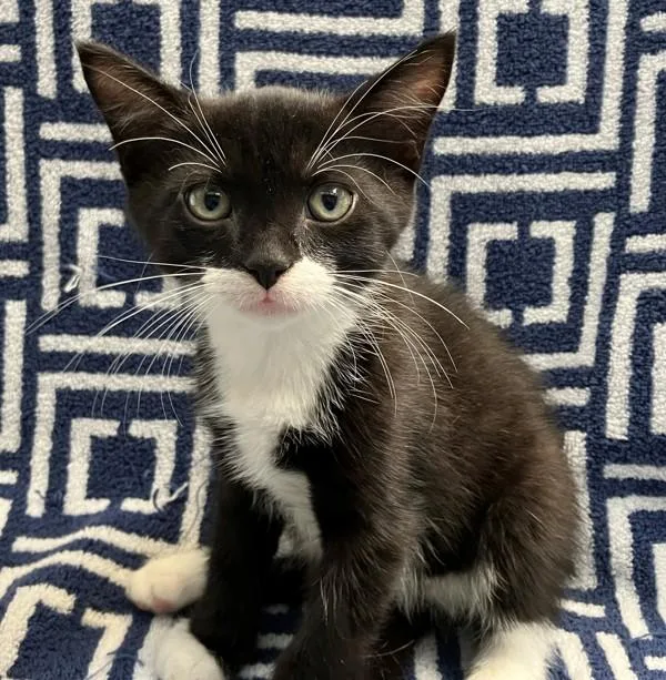 A baby small-sized male Domestic Short Hair cat named McMuffin for adoption in Staten Island, NY