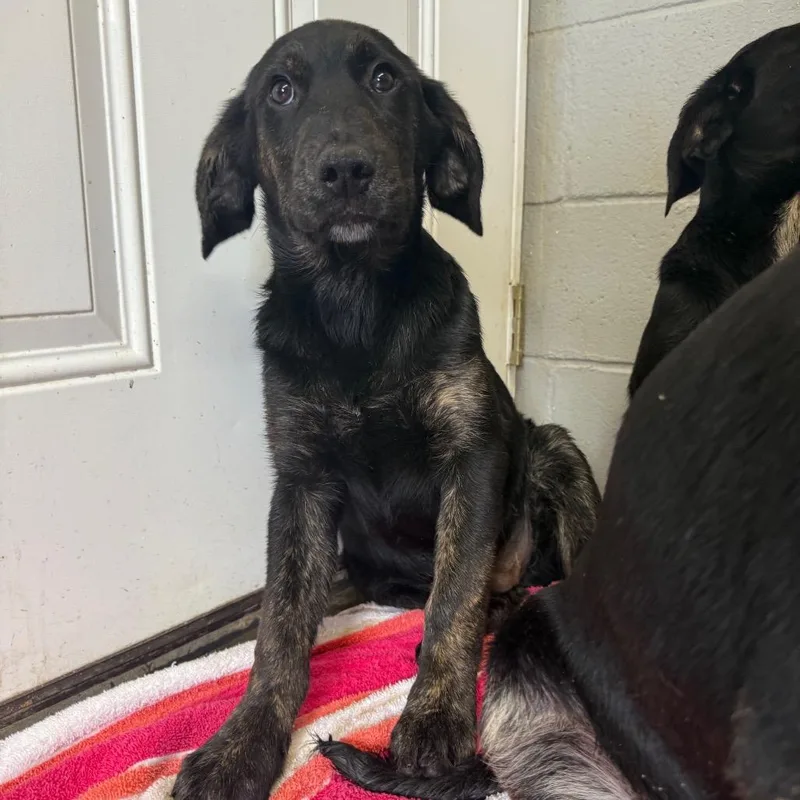 A baby small-sized male Black Labrador Retriever dog named Slinky for adoption in New York, NY