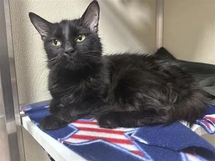 An adult medium-sized female Domestic Medium Hair cat named Missy A for adoption in Plano, TX