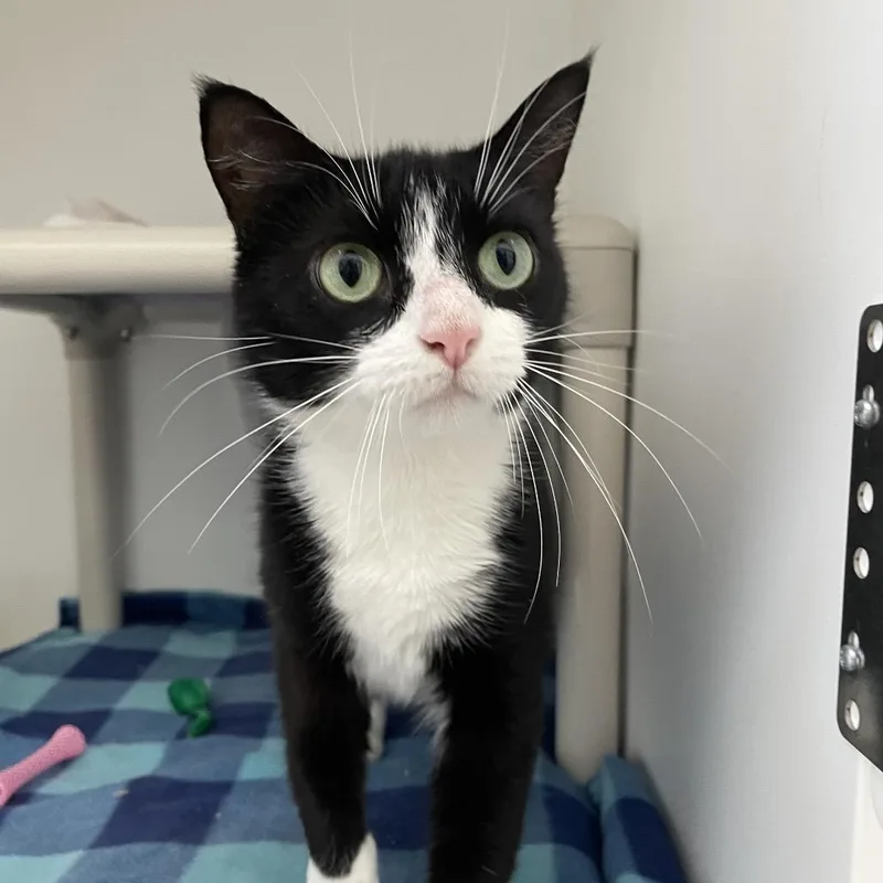 An adult medium-sized female Black Domestic Short Hair cat named Shirley for adoption in Warwick, RI