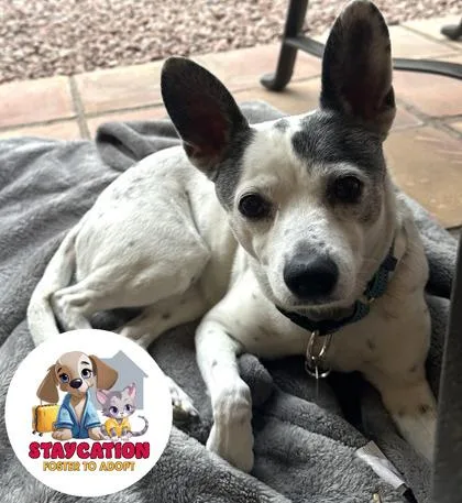 An adult small-sized female Chihuahua dog named Shelby for adoption in Phoenix, AZ