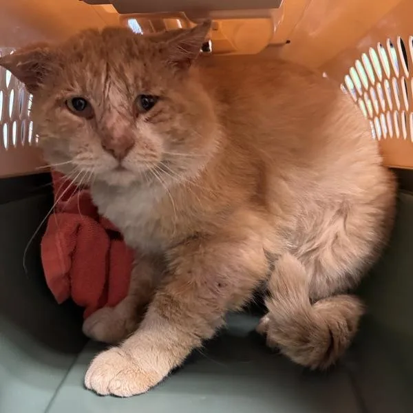 An adult medium-sized male Domestic Short Hair cat named Ralph for adoption in Des Moines, IA