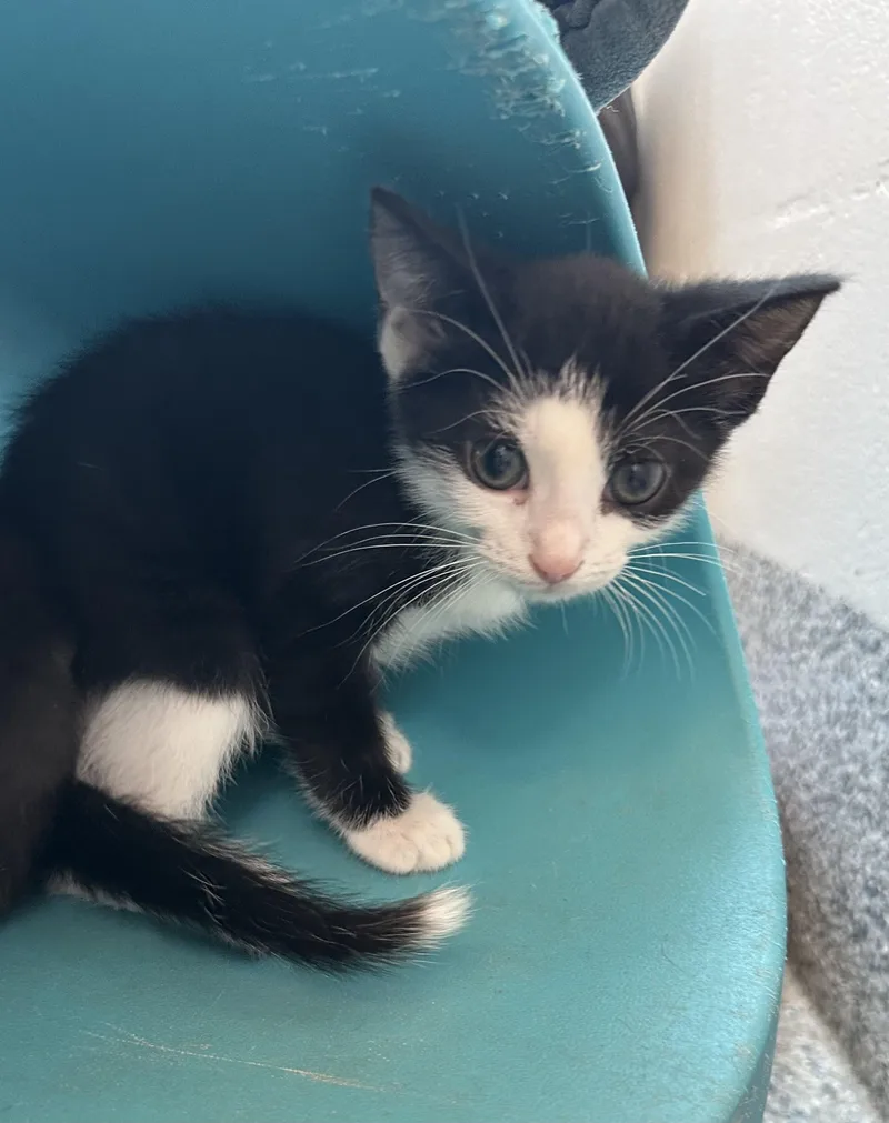 A baby small-sized female White Domestic Short Hair cat named Petunia for adoption in Manassas, VA