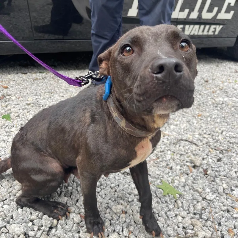 A baby medium-sized female Black Pit Bull Terrier dog named Kate for adoption in Valley, AL