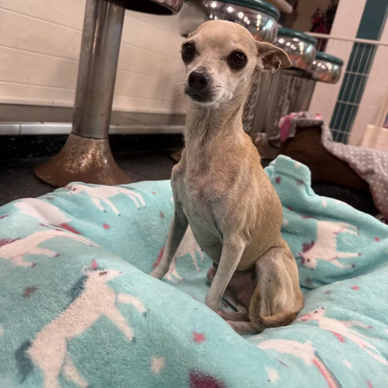 A senior small-sized female Apricot / Beige Chihuahua dog named Martha for adoption in Foster, RI