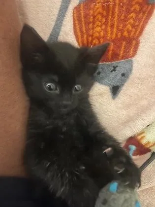 A baby small-sized male Domestic Short Hair cat named Bud for adoption in Fishers, IN