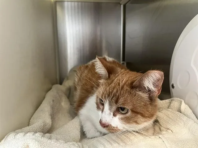 An adult medium-sized female Domestic Short Hair cat named Willowbrook for adoption in Colorado Springs, CO