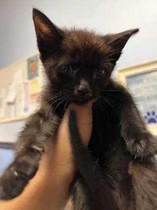 A baby small-sized male Domestic Short Hair cat named McRib for adoption in Chamblee, GA