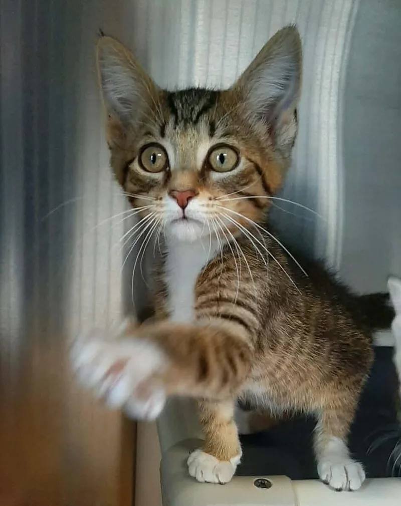 A baby medium-sized male Tabby (Brown / Chocolate) Domestic Short Hair cat named Sparky for adoption in Georgetown, OH