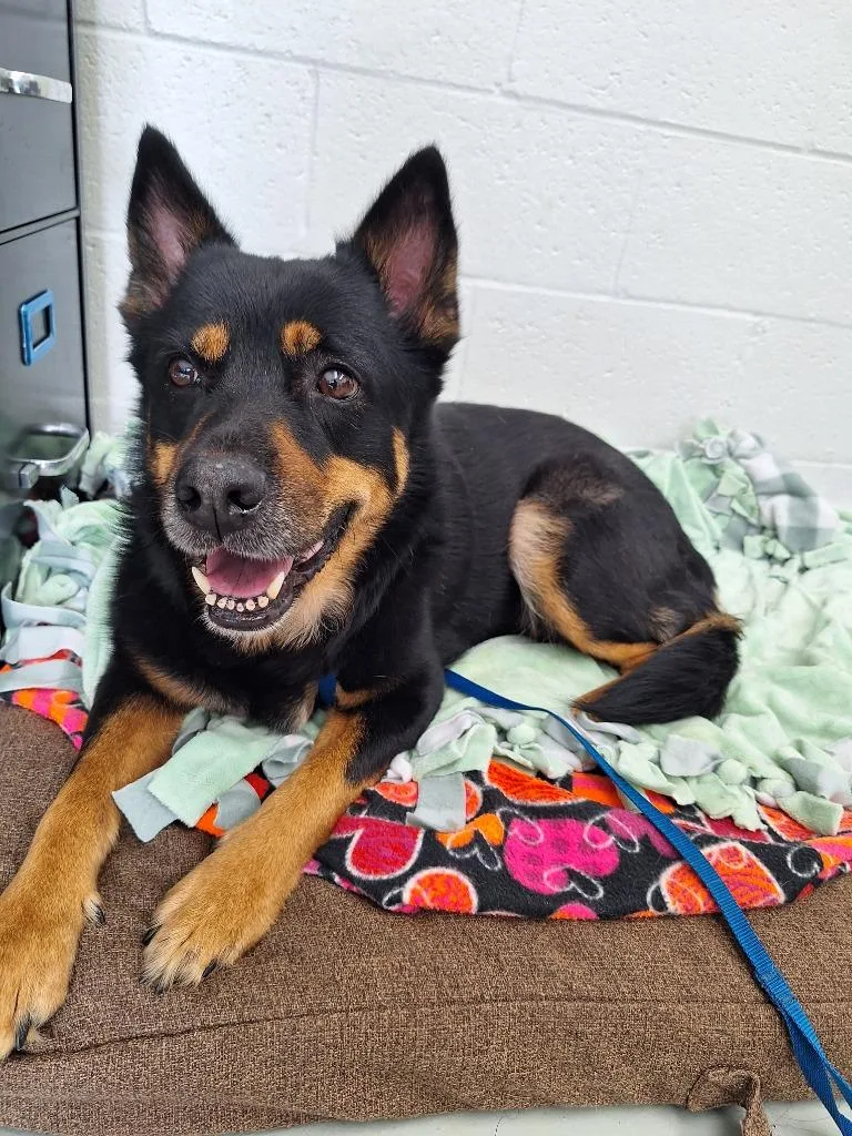 An adult medium-sized female German Shepherd Dog dog named Zuri for adoption in Noble, OK