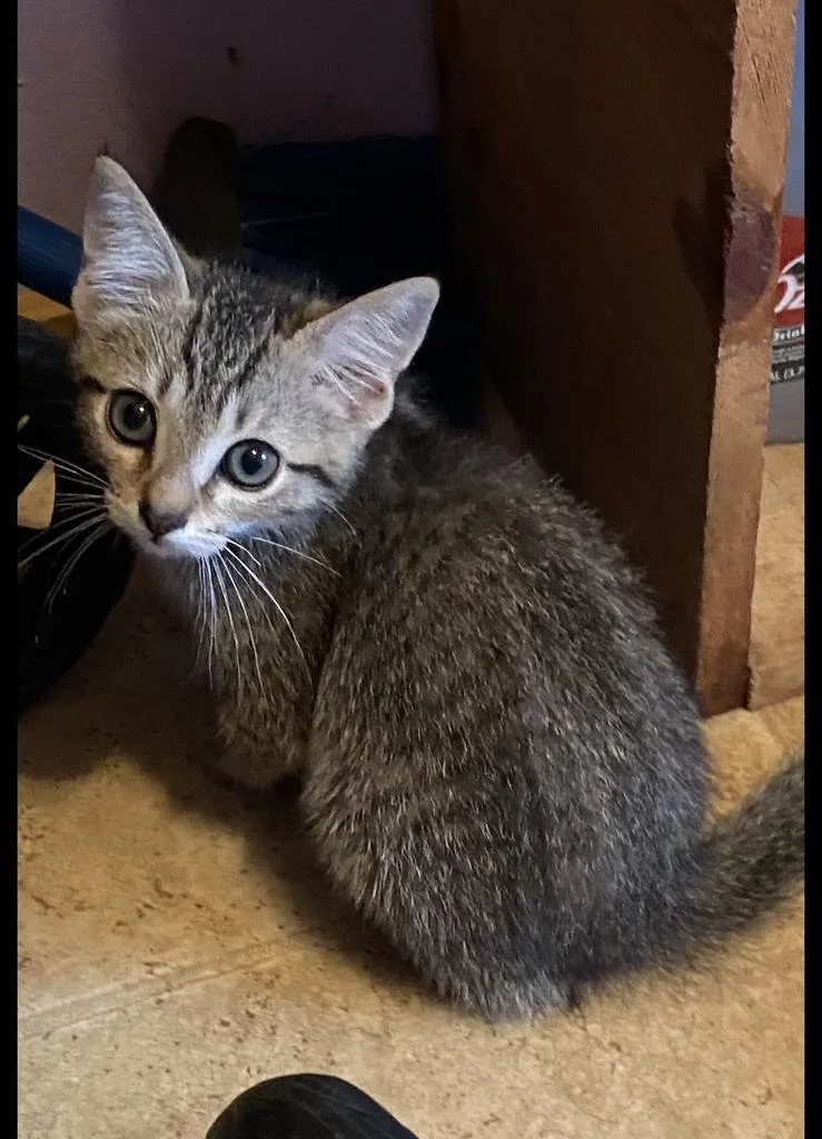 A baby small-sized male Domestic Short Hair cat named Ferris for adoption in Mustang, OK