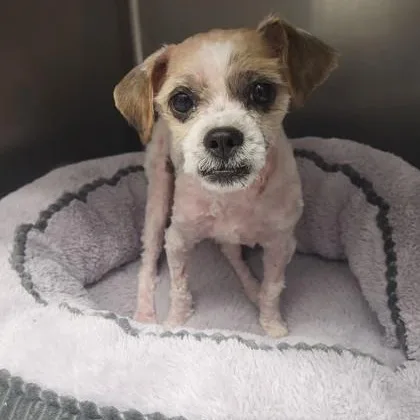 A young small-sized male Shih Tzu dog named Gucci for adoption in Tinley Park, IL