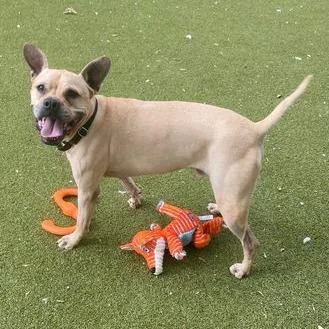 Vindaloo thumbnail 2