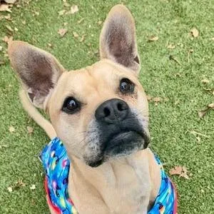 Vindaloo thumbnail 4