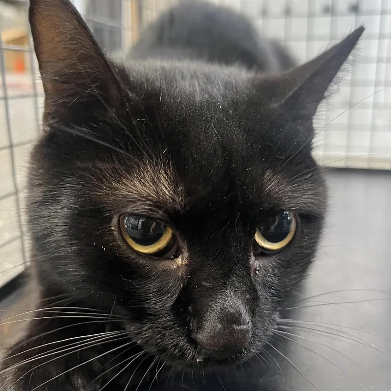 An adult medium-sized male Black Domestic Short Hair cat named Feral Orion for adoption in Columbiana, AL