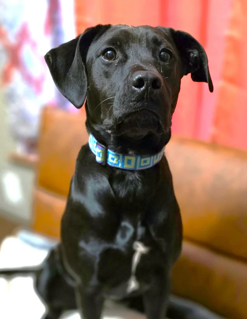 Bella