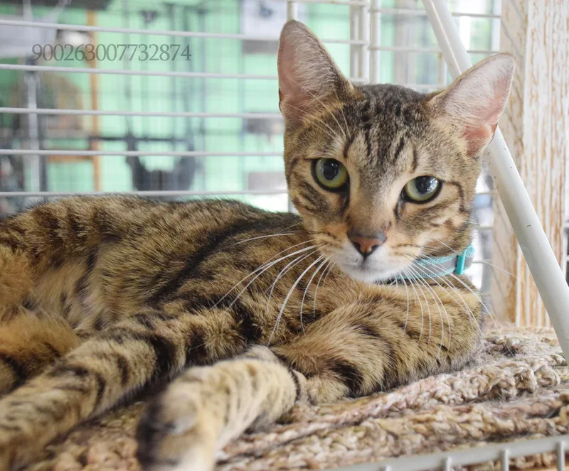 Cleo thumbnail 2