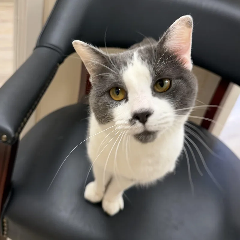 A young large-sized male White Domestic Short Hair cat named Lex for adoption in North Providence, RI