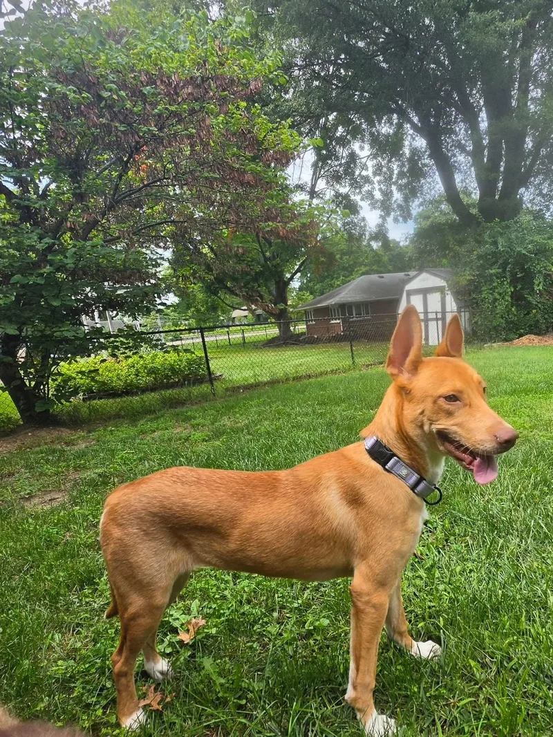 An adult medium-sized female Mixed Breed dog named Sonali for adoption in Germantown, OH