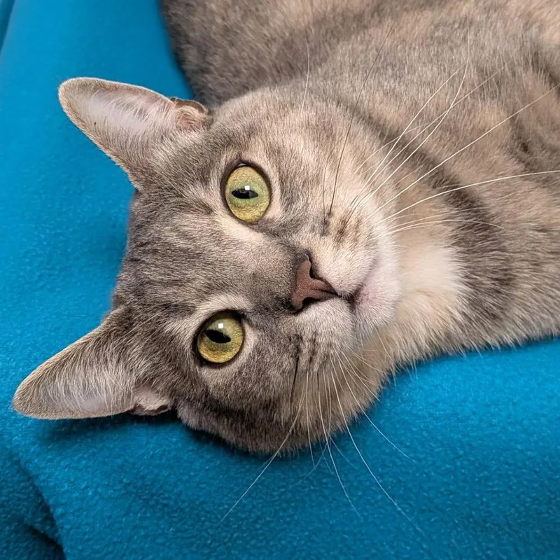 An adult small-sized female Gray / Blue / Silver Domestic Short Hair cat named Stray Hold Mama for adoption in Albuquerque, NM