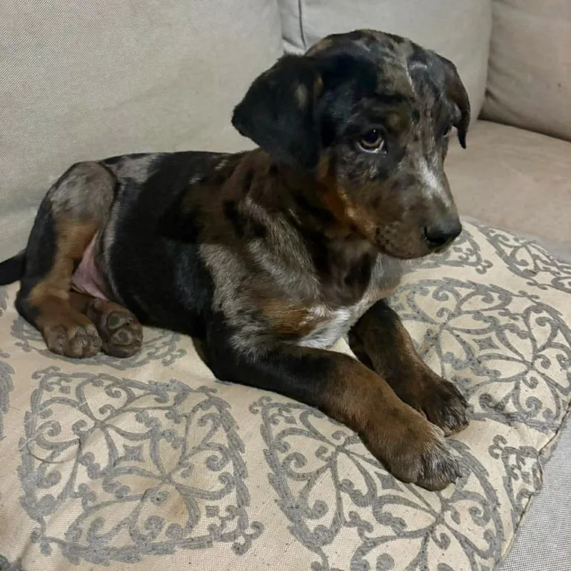 A baby medium-sized male Gray / Blue / Silver Mixed Breed dog named George O'malley for adoption in Fredericksburg, VA