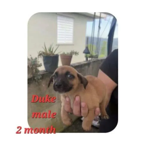 A baby small-sized male Pug dog named Duke for adoption in Virginia Beach, VA
