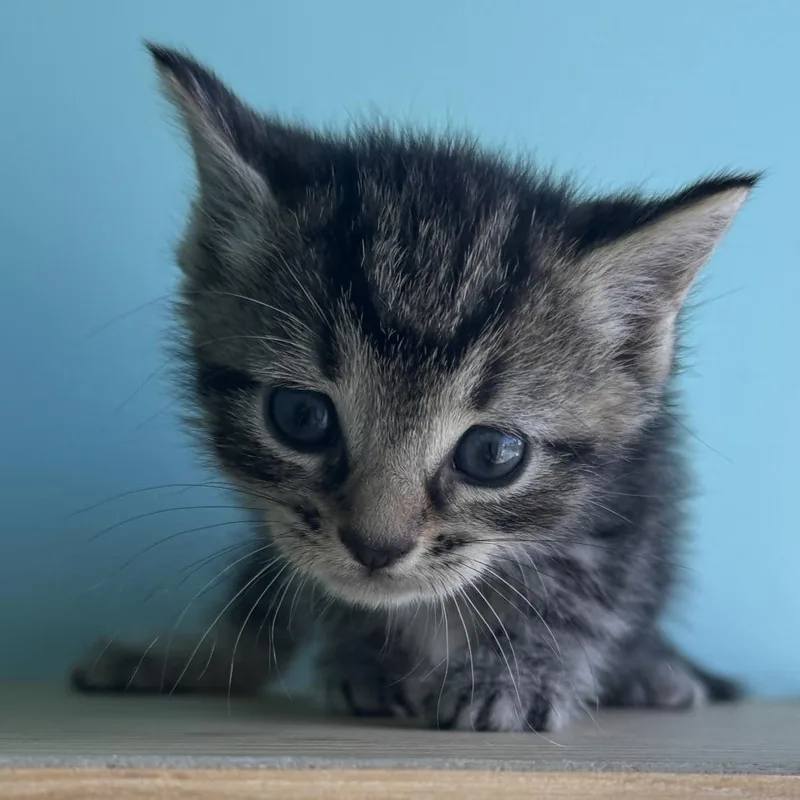 A baby small-sized male Brown / Chocolate Domestic Short Hair cat named Bellamy for adoption in Marion, VA