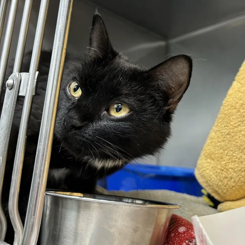 An adult medium-sized female Black Domestic Short Hair cat named Lou Mama for adoption in Durango, CO
